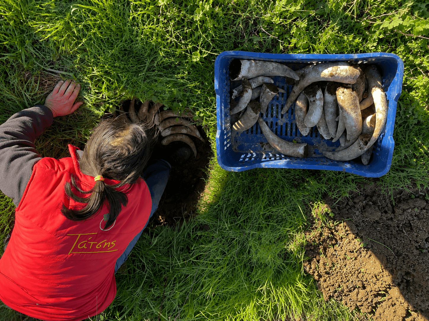 Biodynamic Viticulture: When the Vineyard Follows Nature’s Rhythm